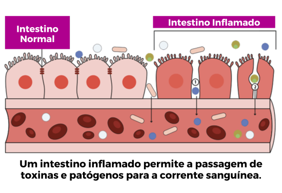 Intestino-Normal.webp